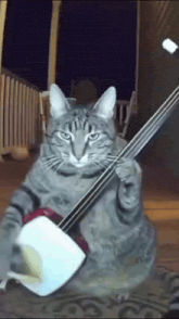 a cat is playing a guitar with its paws on the strings