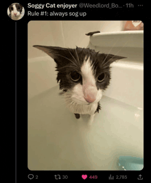 a picture of a cat in a bathtub with a caption that says soggy cat enjoyer