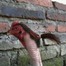 a chicken with a long tail standing in front of a brick wall .