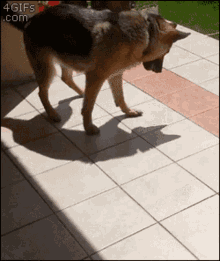 a german shepherd walking on a tiled floor with a 4gifs.com watermark at the bottom