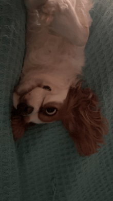 a brown and white dog is laying upside down on a bed