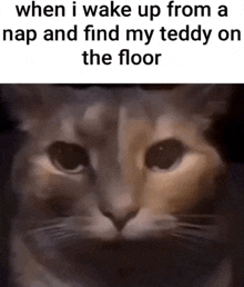 a cat with a caption that says when i wake up from a nap and find my teddy on the floor .