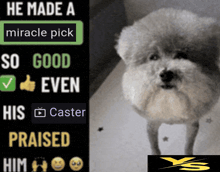 a picture of a dog with the caption he made a miracle pick