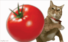 a cat is standing next to a large tomato with imgflip.com at the bottom