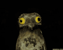 a close up of a bird 's face with a memeful.com watermark