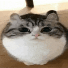 a gray and white cat is sitting on a wooden floor .