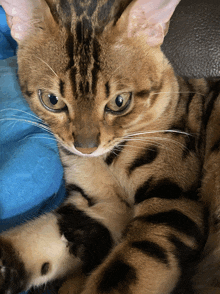 a close up of a bengal cat laying on a blue pillow