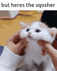 a person is petting a white cat with the words but heres the sqosher below it