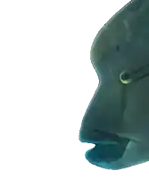 a close up of a fish with a yellow eye