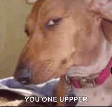 a close up of a dog 's face with the words `` you one upper '' written below it .