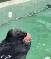 a seal is swimming in a pool and eating a pink object