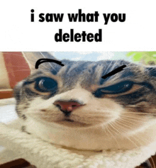 a cat with a funny face and the words `` i saw what you deleted '' written on it .