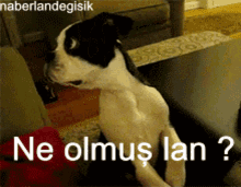 a black and white dog is sitting on a couch with the words ne olmus lan written above it