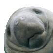 a close up of a manatee 's face with a white background .