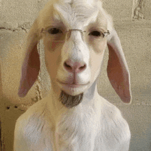 a goat with glasses and a beard is looking at the camera