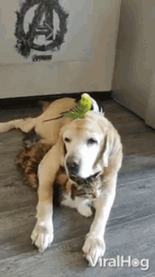 a dog and a cat are laying on the floor with a parakeet sitting on the dog 's head .