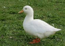 a white duck with red feet is standing on top of a lush green field .