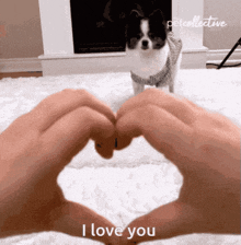 a person making a heart shape with their hands in front of a small dog that says " i love you "