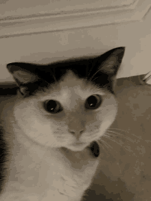 a close up of a black and white cat with a pink nose