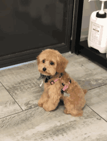 a small brown dog wearing a pink harness is sitting on the floor