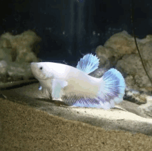 a white fish with a blue tail is swimming in a tank