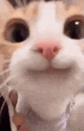 a close up of a cat 's face with its mouth open .