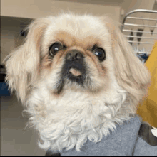 a small brown and white dog is wearing a sweater and looking at the camera .