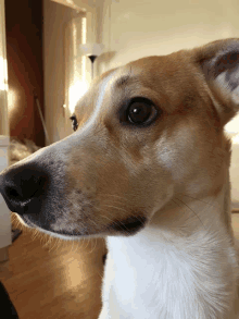 a close up of a brown and white dog 's face with a lamp in the background