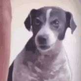 a black and white dog is looking at the camera with a sad look on its face .