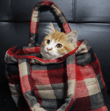 a cat is sitting in a plaid bag looking at the camera