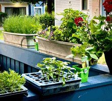 a green container with a label that says ' thyme ' on it