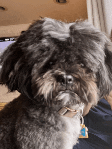 a close up of a dog 's face with a tag that says ' i love you ' on it