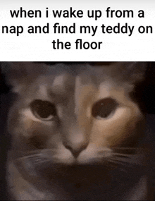 a cat with a caption that says " when i wake up from a nap and find my teddy or the floor "