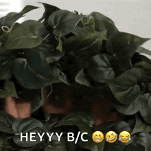 a person is hiding behind a plant that says heyyy b / c on it