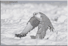 a picture of a bird in the snow taken by conrad lee photography