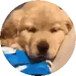 a close up of a dog sleeping in a circle with a blue blanket .