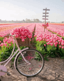 a pink bicycle is parked in a field of pink flowers