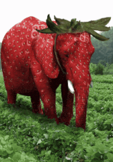 a strawberry elephant is standing in a field