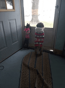 a cat and a dog wearing sweaters looking out a doorway