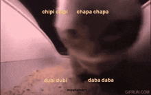 a close up of a cat 's face with the words chipi chipi chapa chapa dubi dubi and baba baba on the bottom