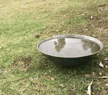 a large metal bowl filled with water is sitting on the grass .