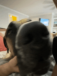 a close up of a dog 's nose in a living room with a tv in the background