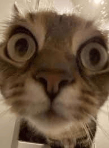 a close up of a cat 's face looking at the camera .