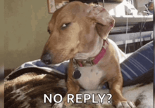 a dachshund is laying on a bed with the words no reply below it