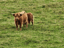 two brown cows standing in a grassy field