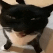 a black and white cat is standing on a tiled floor looking at the camera .