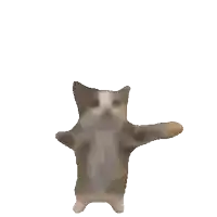 a gray and white cat with its arms outstretched against a white background
