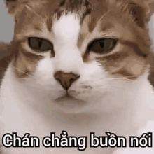 a close up of a cat with a foreign language caption .