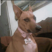 a brown dog wearing a pink collar and a tag that says ' amanda ' on it