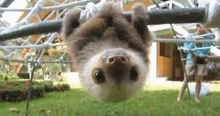 a baby sloth is hanging upside down from a tree branch .